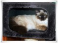 /album/kitty/a003-2-jpg/